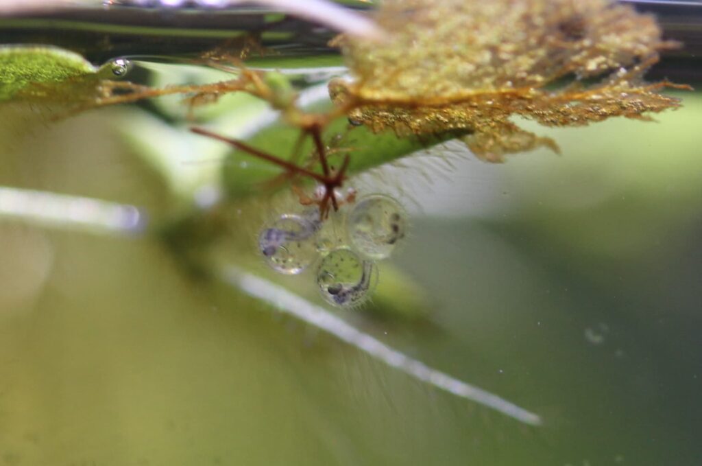 健康なメダカの卵