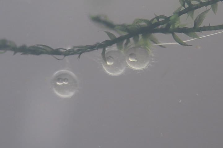 健康なメダカの卵