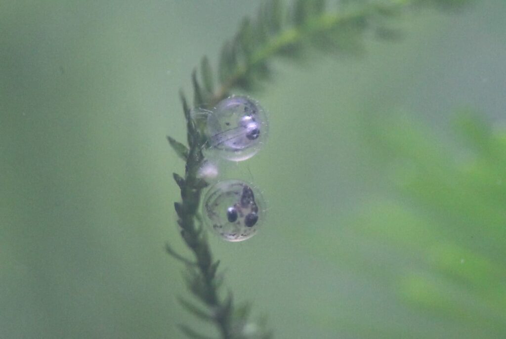 健康なメダカの卵