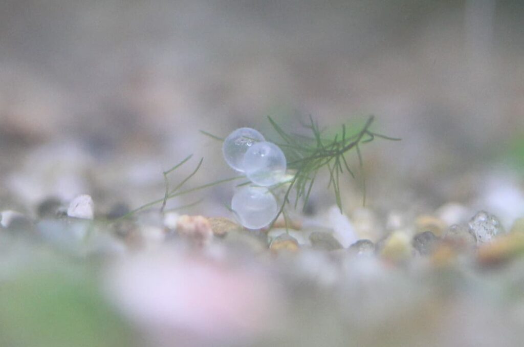 白く濁ったメダカの卵