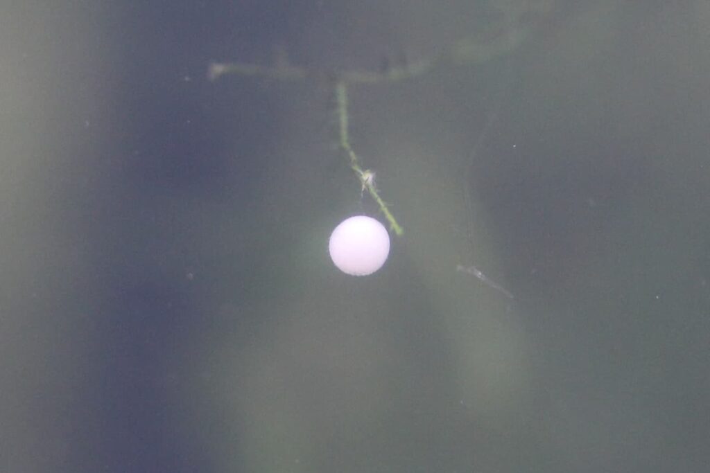 白く濁ったメダカの卵