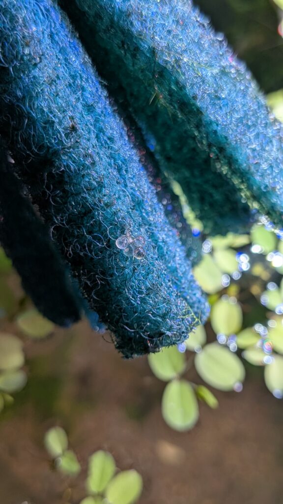 産卵床とメダカの卵