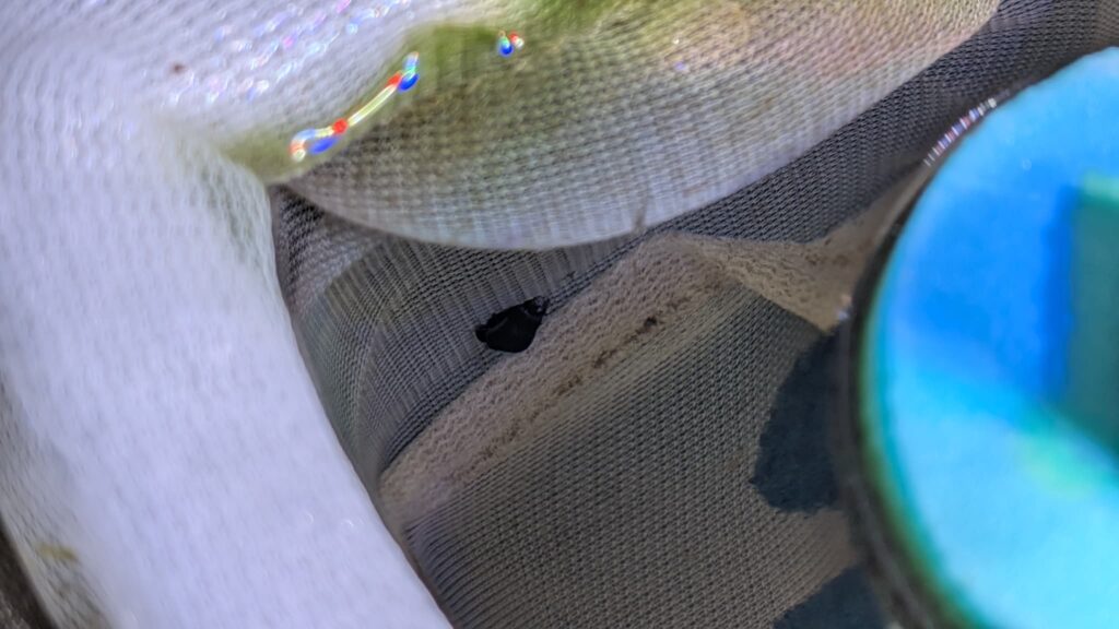 メダカのゆりかご産卵床