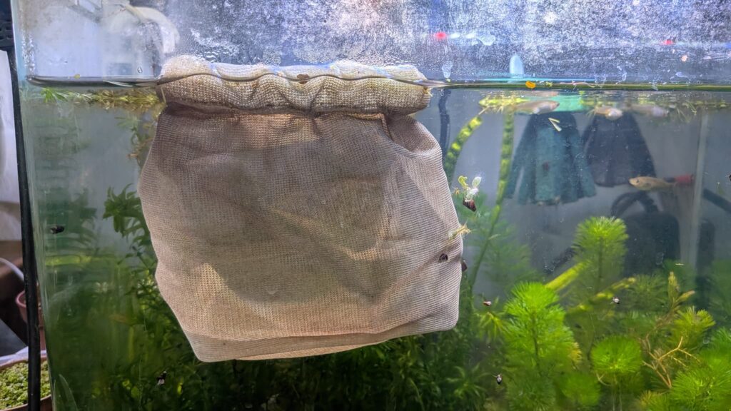 メダカの隔離ネット