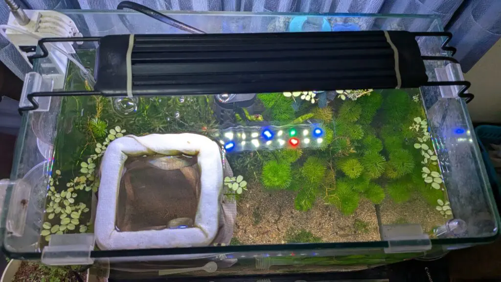 メダカ水槽とメダカの隔離ネット