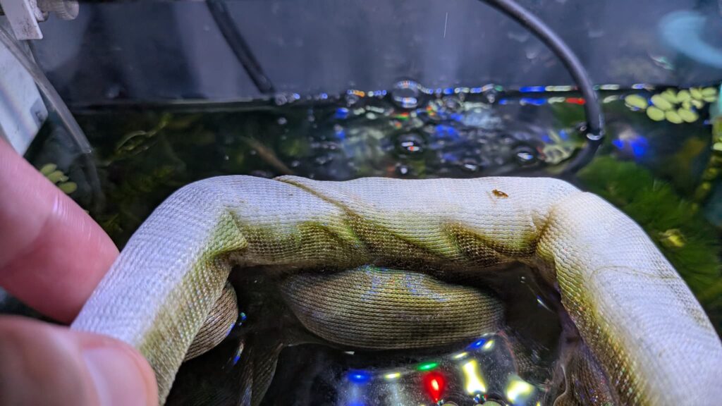 汚れたメダカの隔離ネット