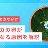 メダカの卵が白くなる原因と対策｜健康な卵を守るために知っておきたいこと