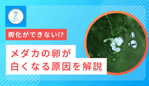メダカの卵が白くなる原因と対策｜健康な卵を守るために知っておきたいこと