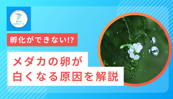 メダカの卵が白くなる原因と対策｜健康な卵を守るために知っておきたいこと