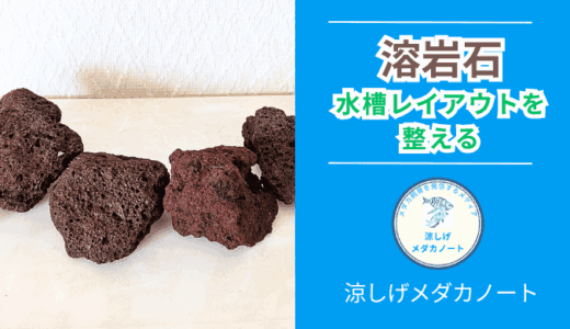 溶岩石とは？メダカ水槽との相性を解説