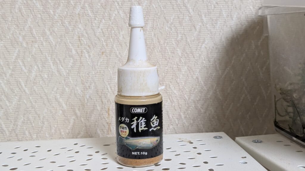 コメットメダカ稚魚