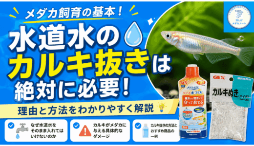 水道水のカルキ抜きはメダカ飼育の基本！理由と方法をわかりやすく解説