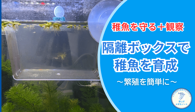 2WAY隔離ボックスはメダカ稚魚の隔離ケースとして使える？メリット・デメリットを徹底解説