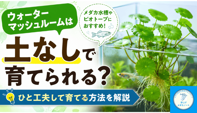ウォーターマッシュルームは土なしで育てられる？ひと工夫して育てる方法を解説