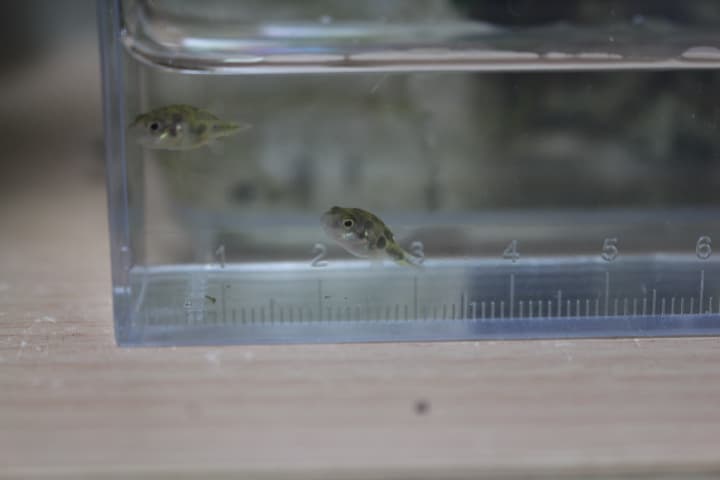 魚観察用ケースに入れたアベニーパファー