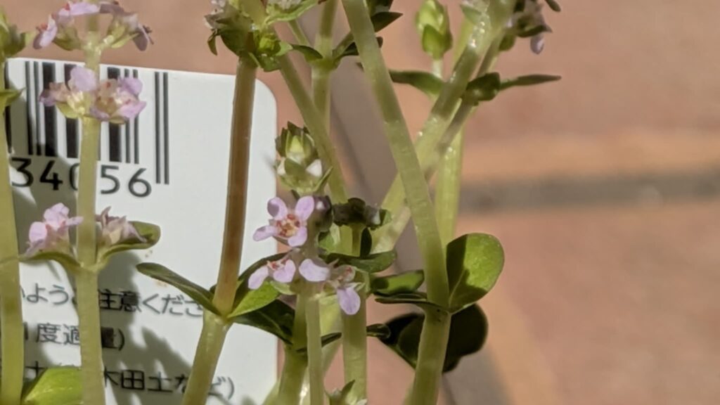 グリーンロタラの花