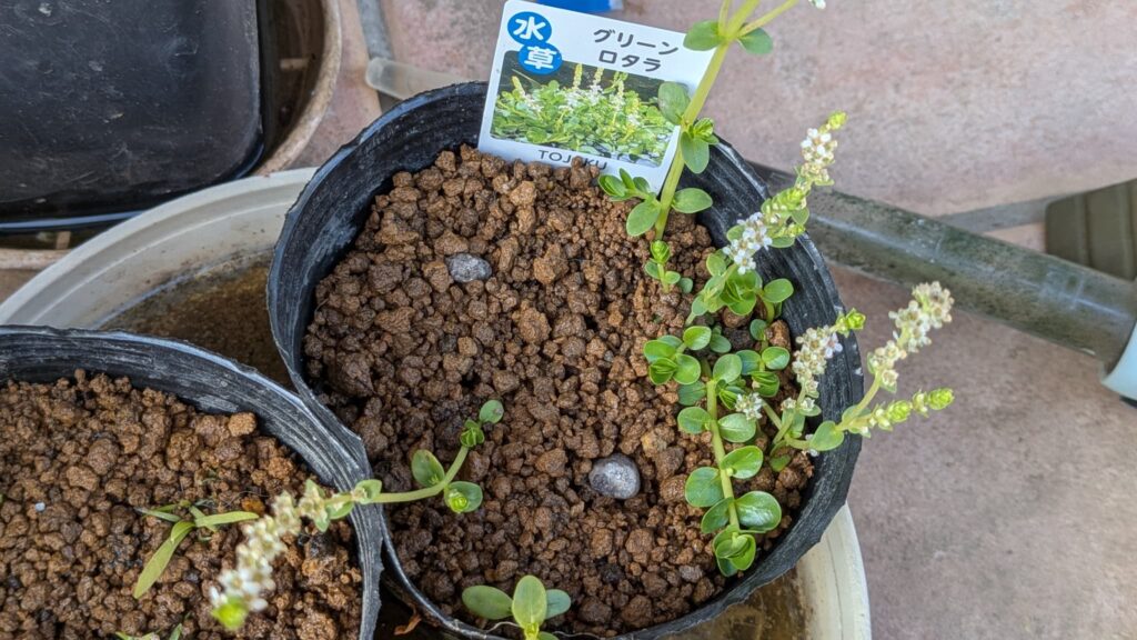 グリーンロタラと水生植物の肥料