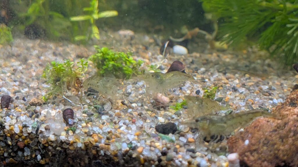 ひかりヌマエビを食べるミナミヌマエビ