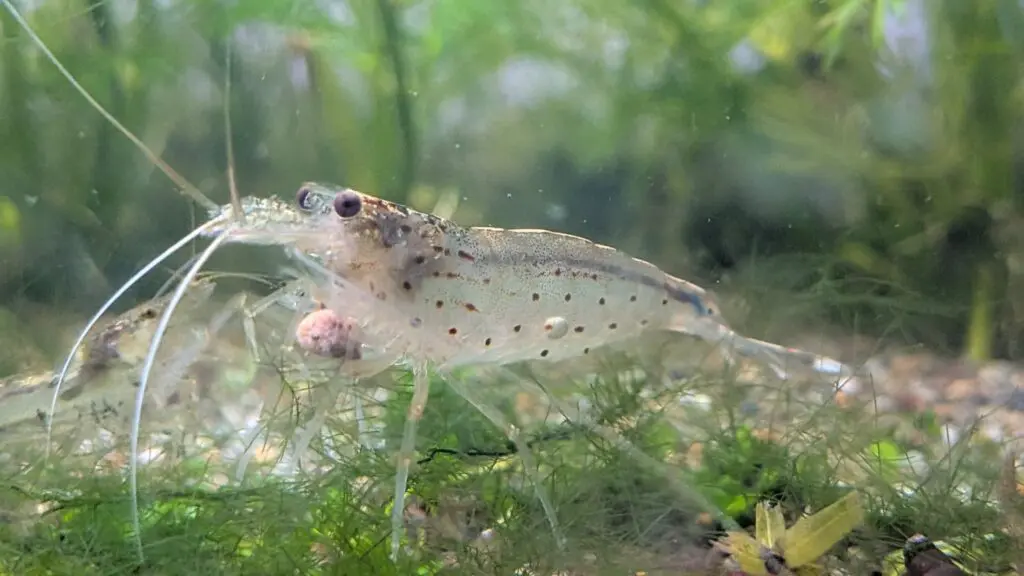 ひかりヌマエビを食べるヤマトヌマエビ