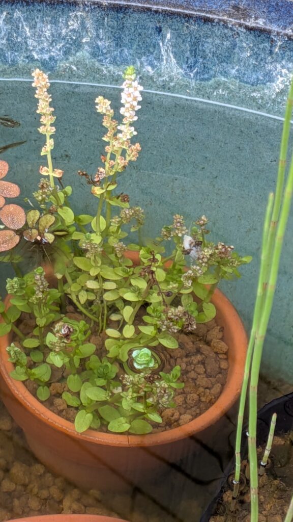 屋外のグリーンロタラ