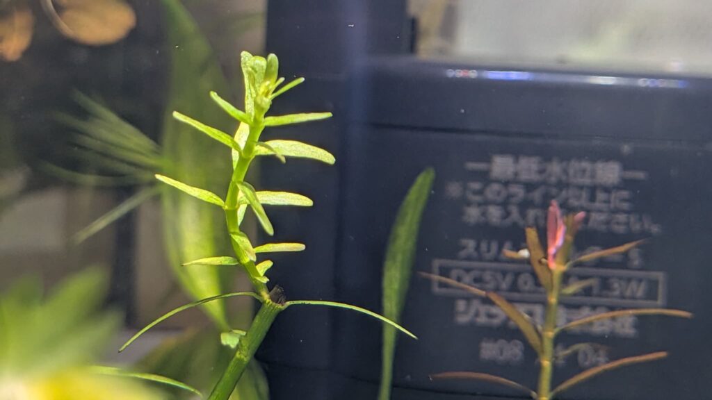 トリミングしたグリーンロタラ
