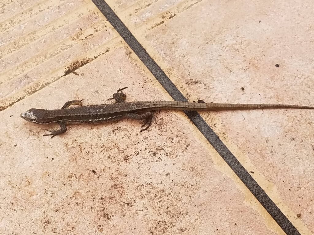 カナヘビ