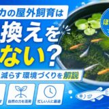 メダカの屋外飼育は水換えをしない？手間を減らす環境づくりを解説
