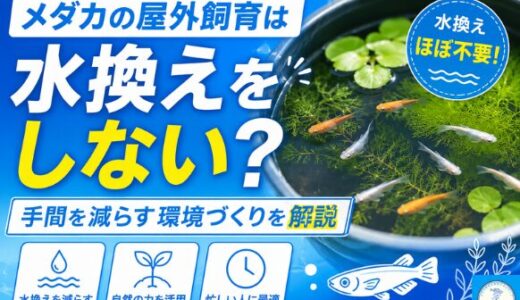 メダカの屋外飼育は水換えをしない？手間を減らす環境づくりを解説