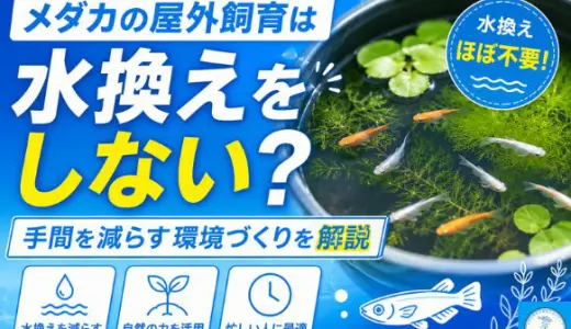 メダカの屋外飼育は水換えをしない？手間を減らす環境づくりを解説
