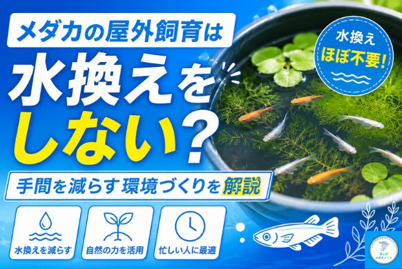 メダカの屋外飼育は水換えをしない？手間を減らす環境づくりを解説