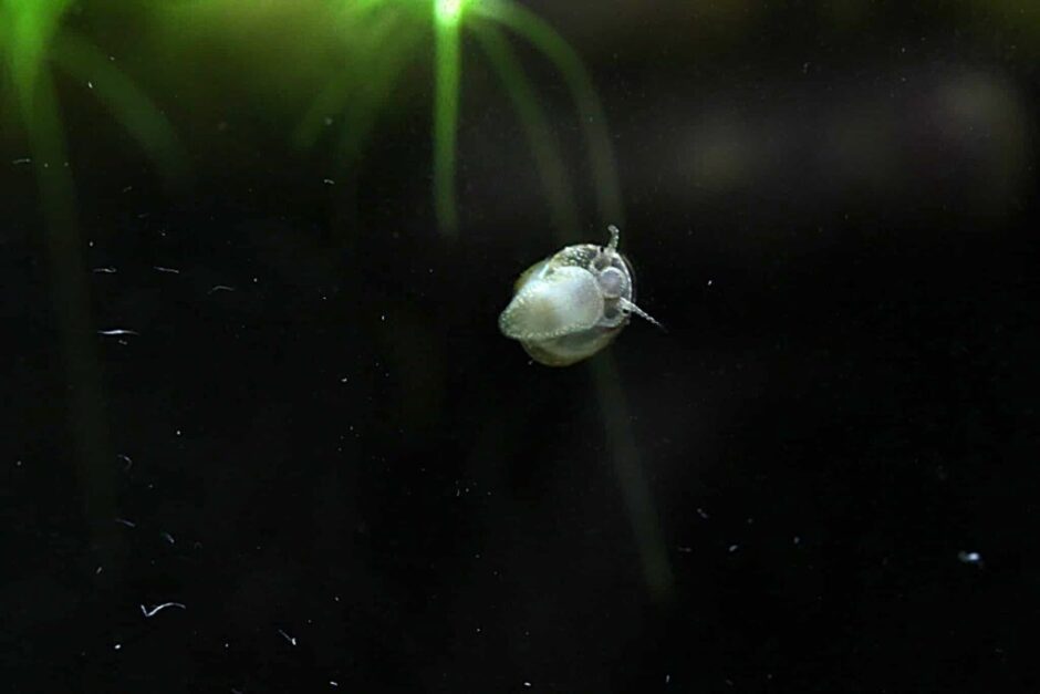 失敗しない!石巻貝とタニシの違いとメダカ飼育での選び方 | 涼しげメダカノート