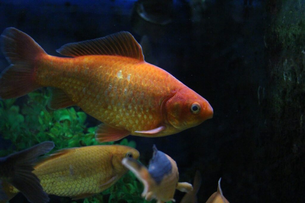 金魚