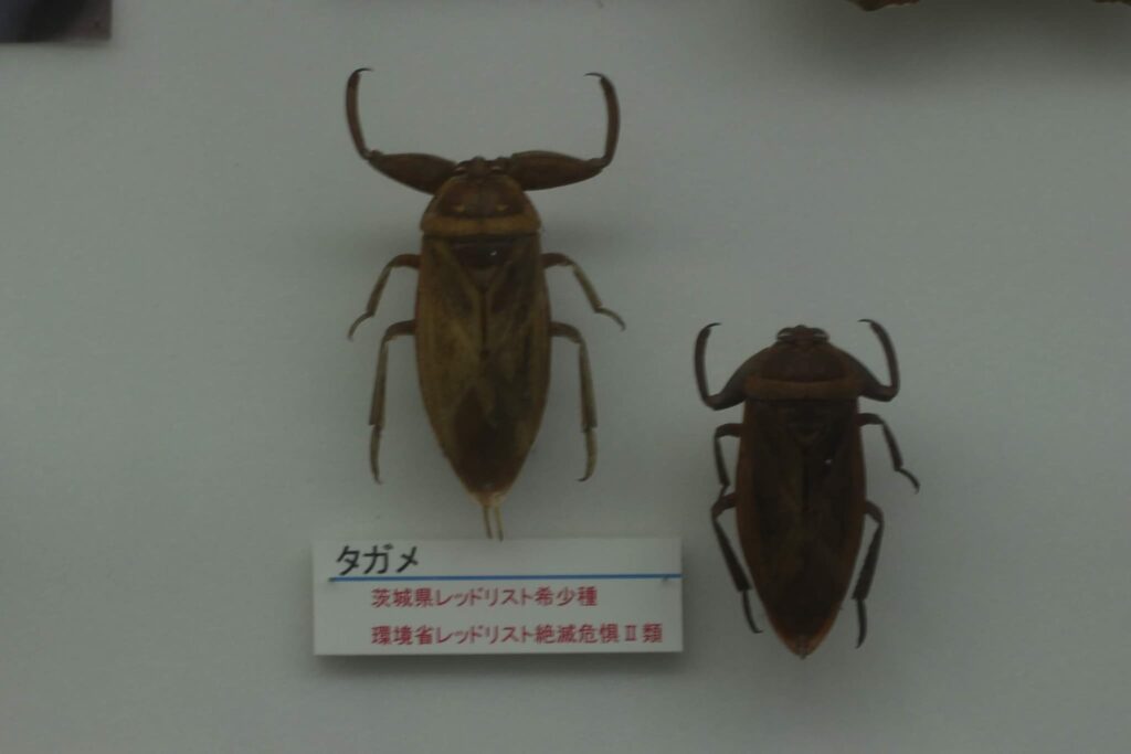タガメ
