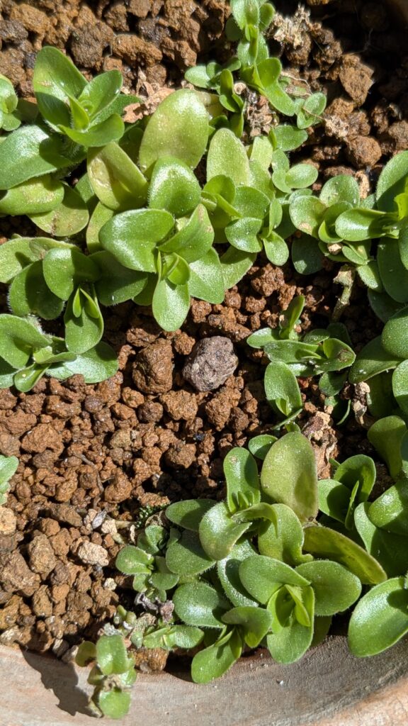20日ほど使った水生植物の肥料