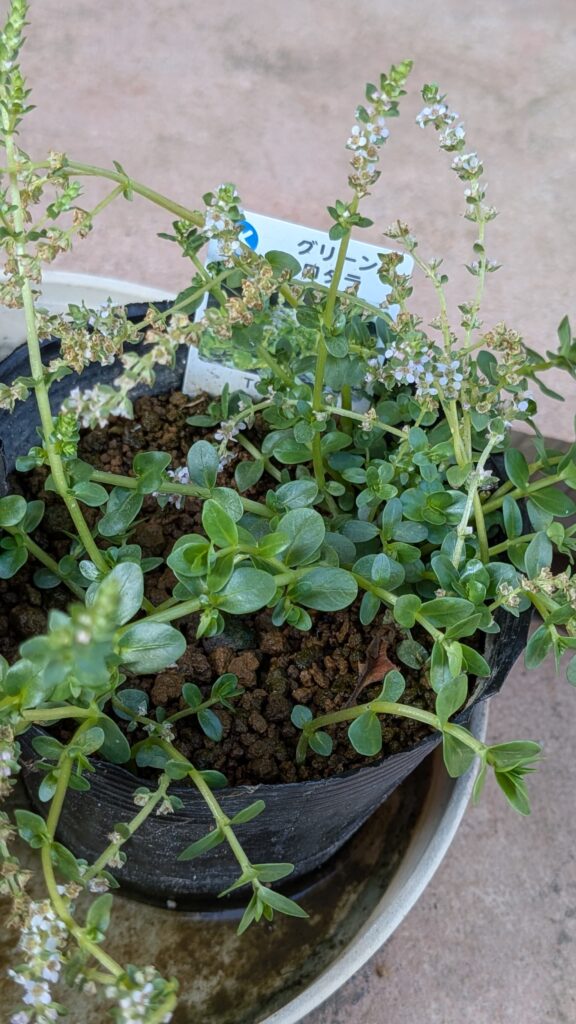 水生植物の肥料を与えたグリーンロタラ