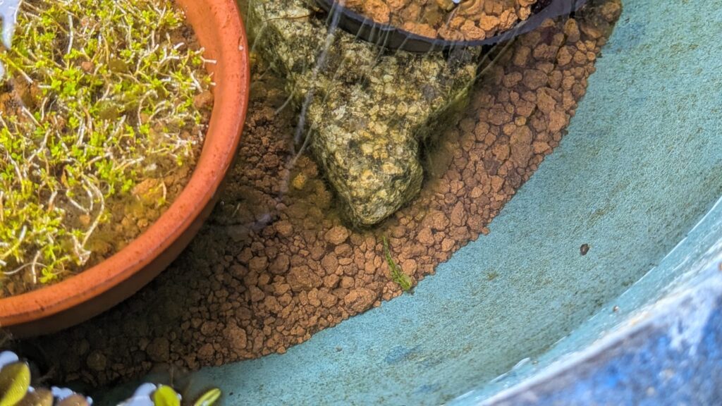 メダカビオトープの底砂の赤玉土