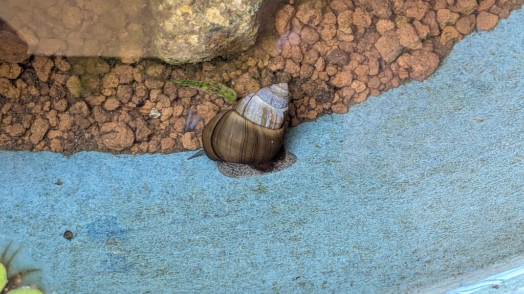 ヒメタニシ