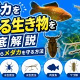 メダカを食べる生き物を徹底解説｜天敵からメダカを守る方法