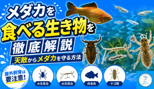 メダカを食べる生き物を徹底解説｜天敵からメダカを守る方法