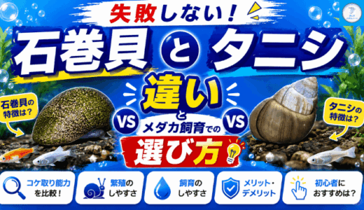 失敗しない！石巻貝とタニシの違いとメダカ飼育での選び方