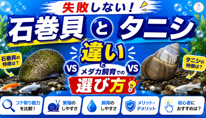 失敗しない！石巻貝とタニシの違いとメダカ飼育での選び方
