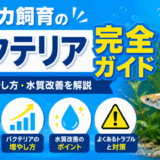 メダカ飼育のバクテリア完全ガイド｜役割・増やし方・水質改善を解説