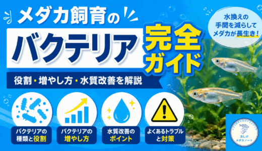 メダカ飼育のバクテリア完全ガイド｜役割・増やし方・水質改善を解説