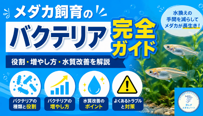 メダカ飼育のバクテリア完全ガイド｜役割・増やし方・水質改善を解説