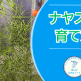 メダカ水槽にナヤスがおすすめな理由｜水質浄化と簡単育成を徹底解説