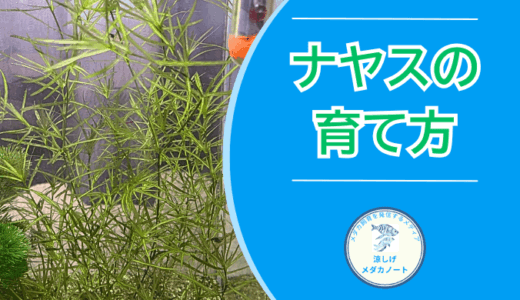 メダカ水槽にナヤスがおすすめな理由｜水質浄化と育て方を徹底解説