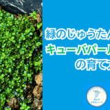 キューバパールグラスをメダカ水槽で育てる方法!緑の絨毯の作り方