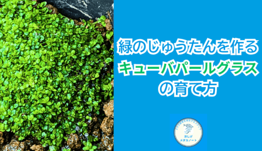 キューバパールグラスをメダカ水槽で育てる方法！緑のじゅうたんの作り方