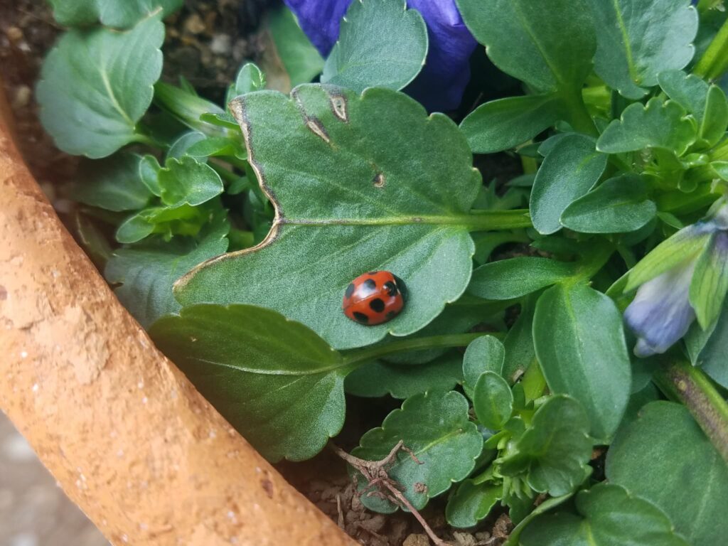 ナナホシテントウムシ