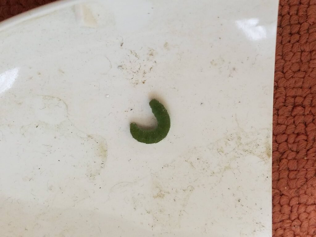 イモムシ